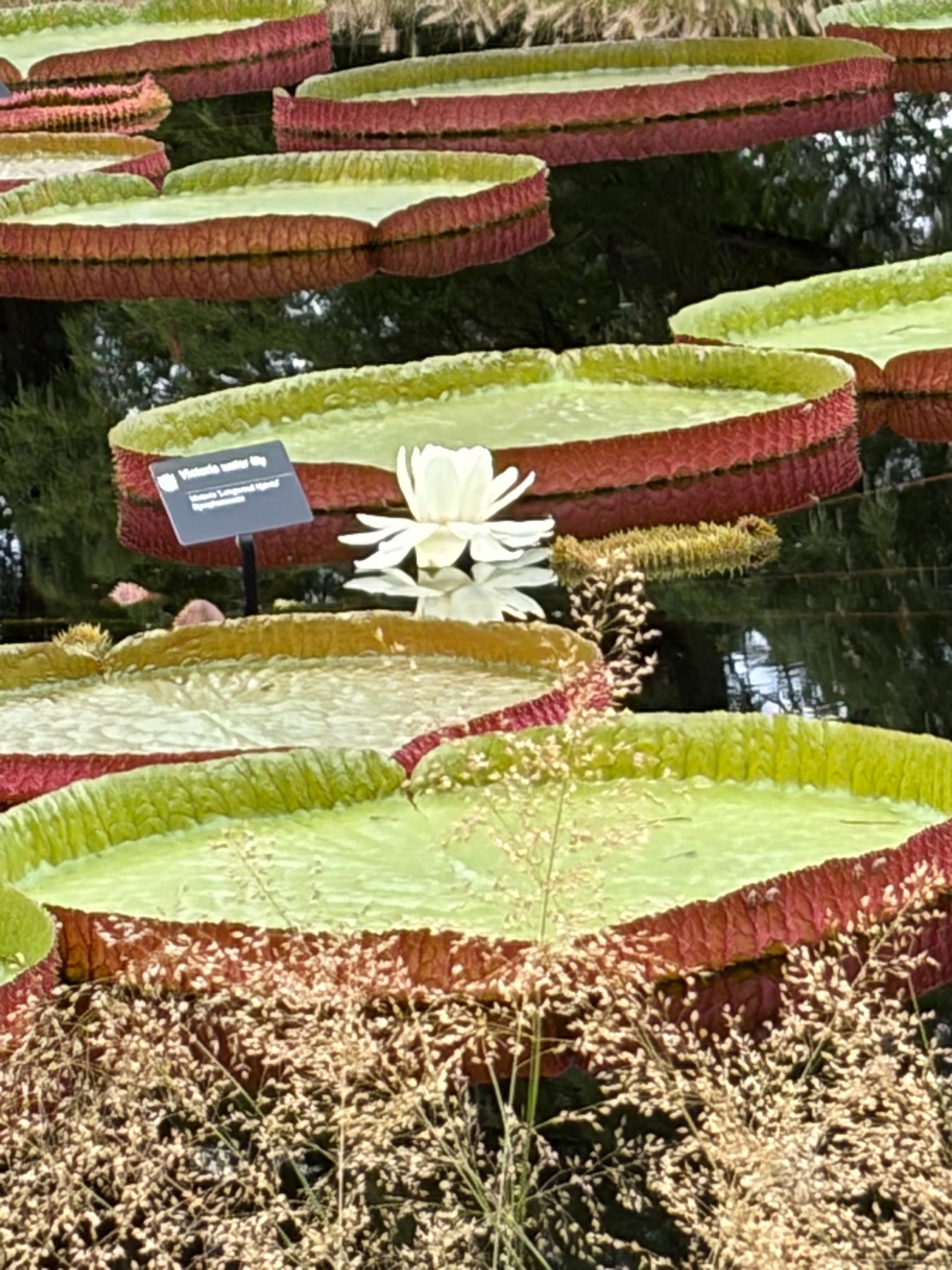 Waterlilies